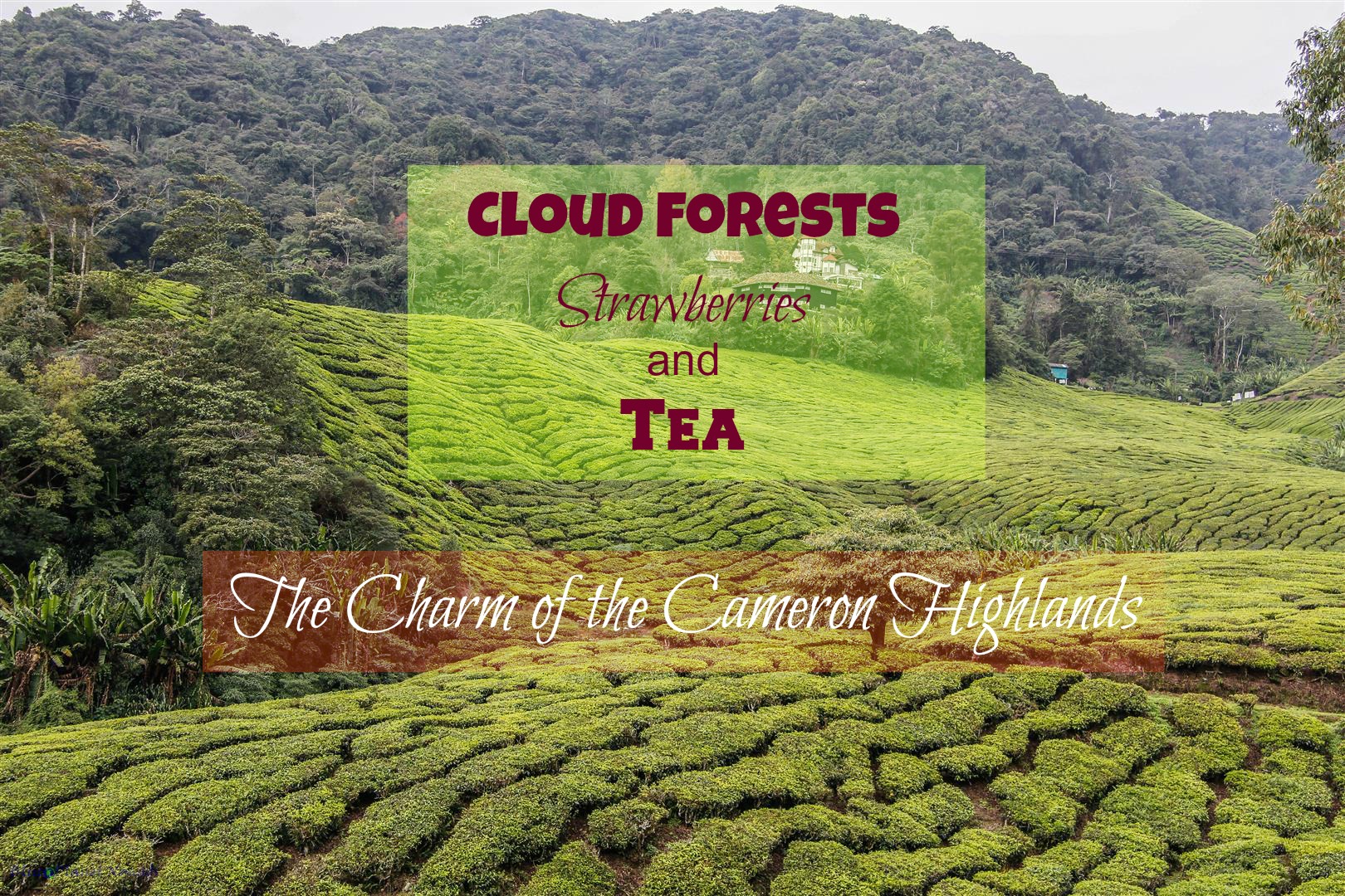 Cloud Forests, Strawberries and Tea – The Charm of the Cameron Highlands