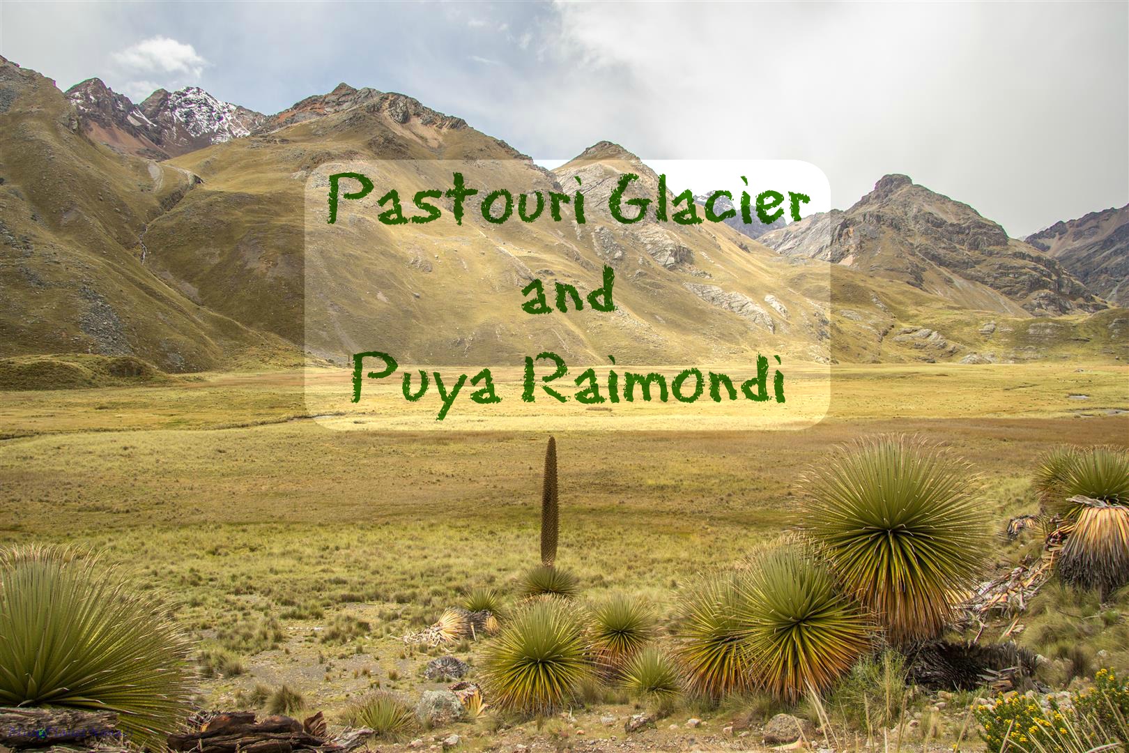 Pastouri Glacier and Puya Raimondi